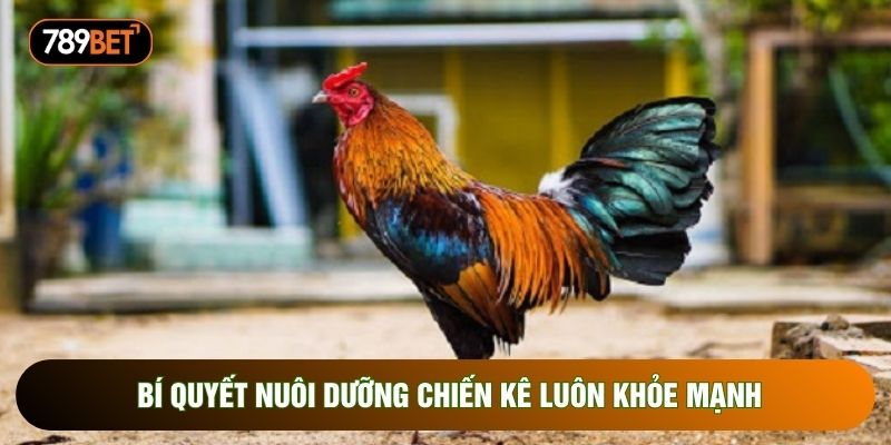 Bí quyết nuôi dưỡng chiến kê luôn khỏe mạnh