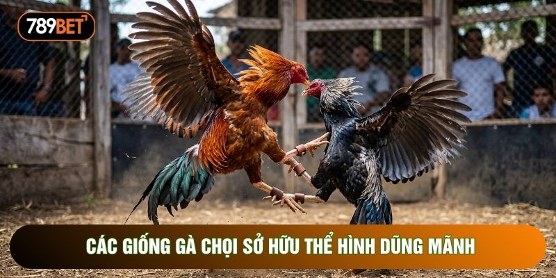 Các giống gà chọi sở hữu thể hình dũng mãnh