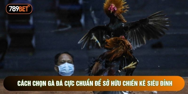 Cách Chọn Gà Đá Cực Chuẩn Để Sở Hữu Chiến Kê Siêu Đỉnh