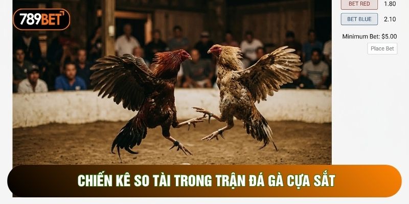 Chiến kê so tài trong trận đá gà cựa sắt