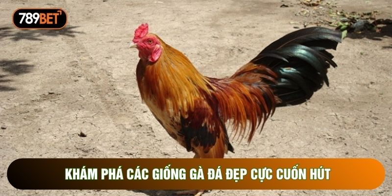 Khám phá các giống gà đá đẹp cực cuốn hút