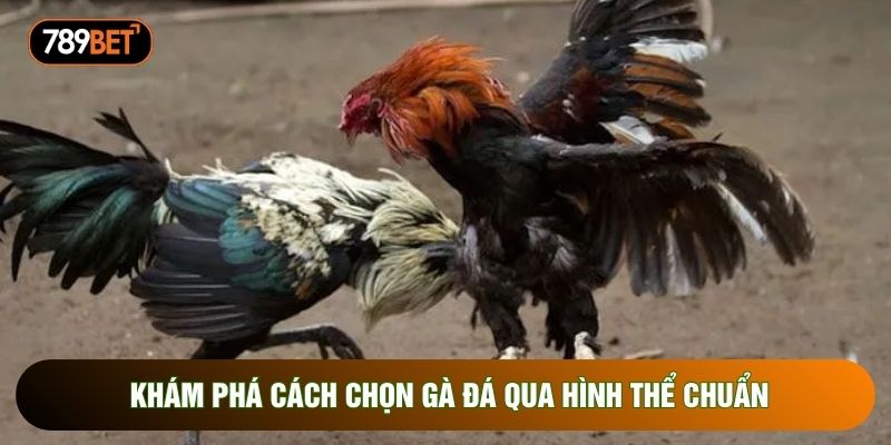 Khám phá cách chọn gà đá qua hình thể chuẩn