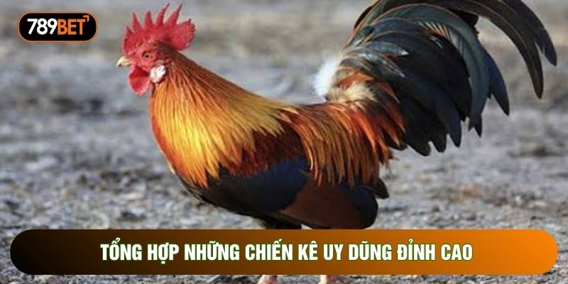 Tổng hợp những chiến kê uy dũng đỉnh cao